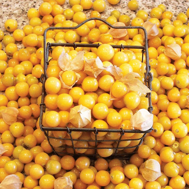 Ground Cherries Aunt Molly's Organic Seed