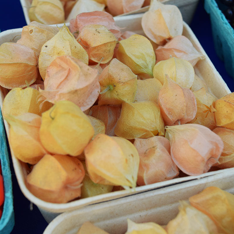 Ground Cherries Aunt Molly's Organic Seed