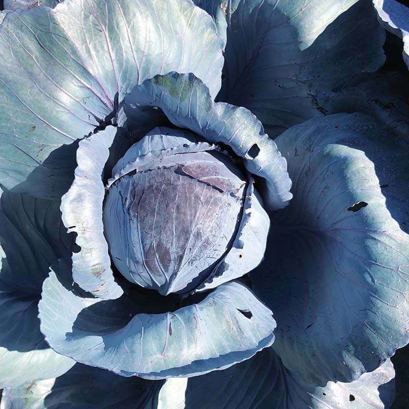 Cabbage Buscaro F1 Organic Seed