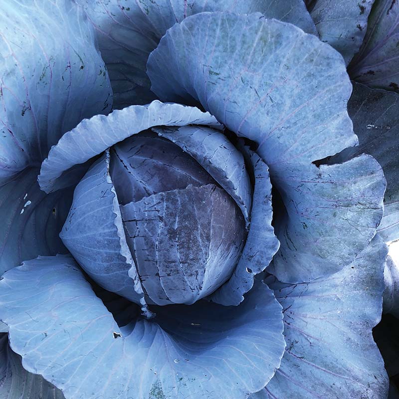Cabbage Buscaro F1 Organic Seed