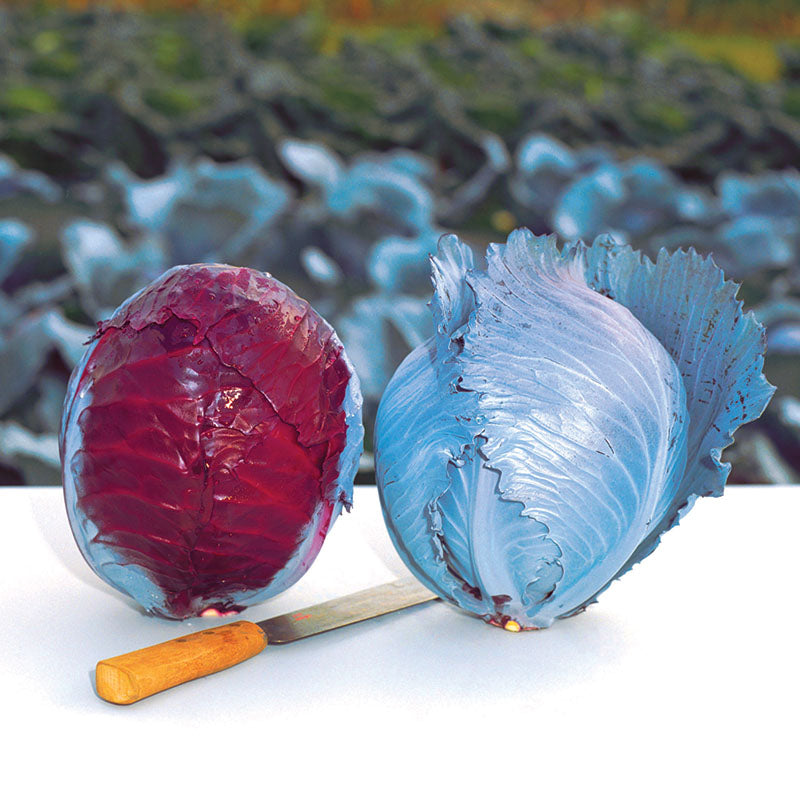 Cabbage Buscaro F1 Organic Seed