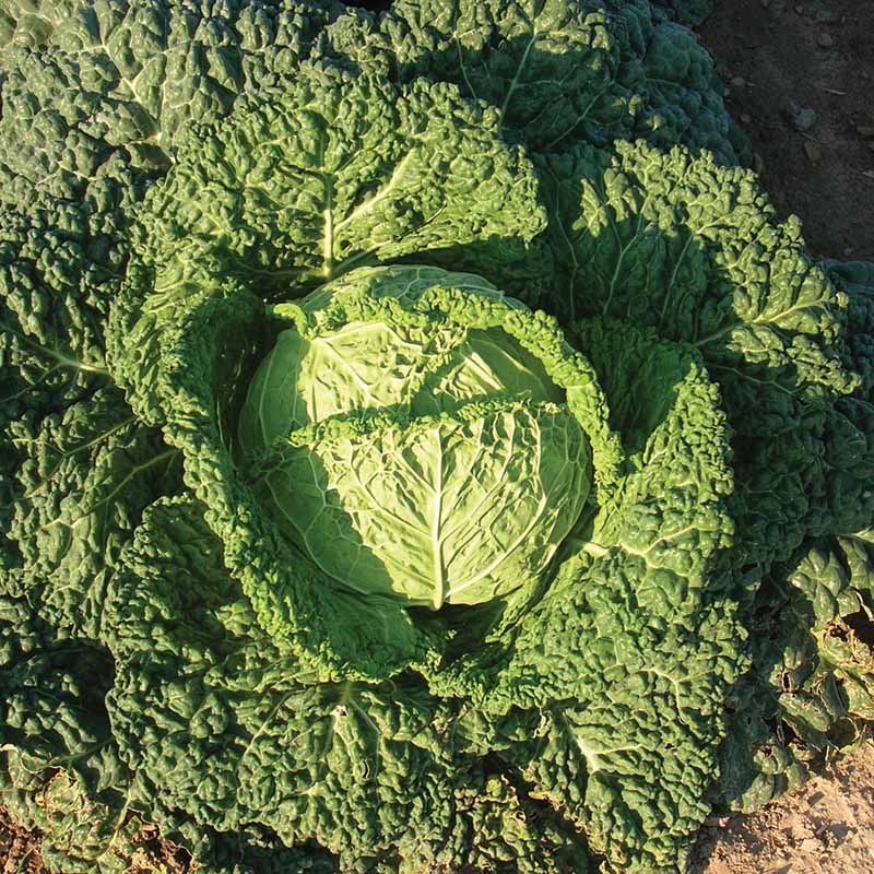 Cabbage Famosa F1 Organic Seed