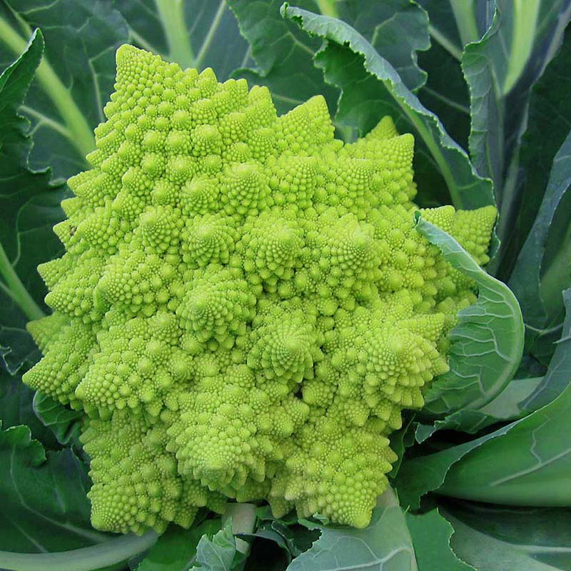 Cauliflower Veronica F1 Organic Seed