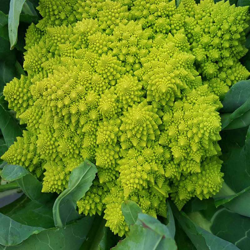 Cauliflower Veronica F1 Organic Seed