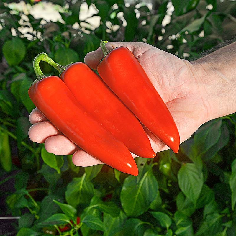 Pepper Darling F1 Seed