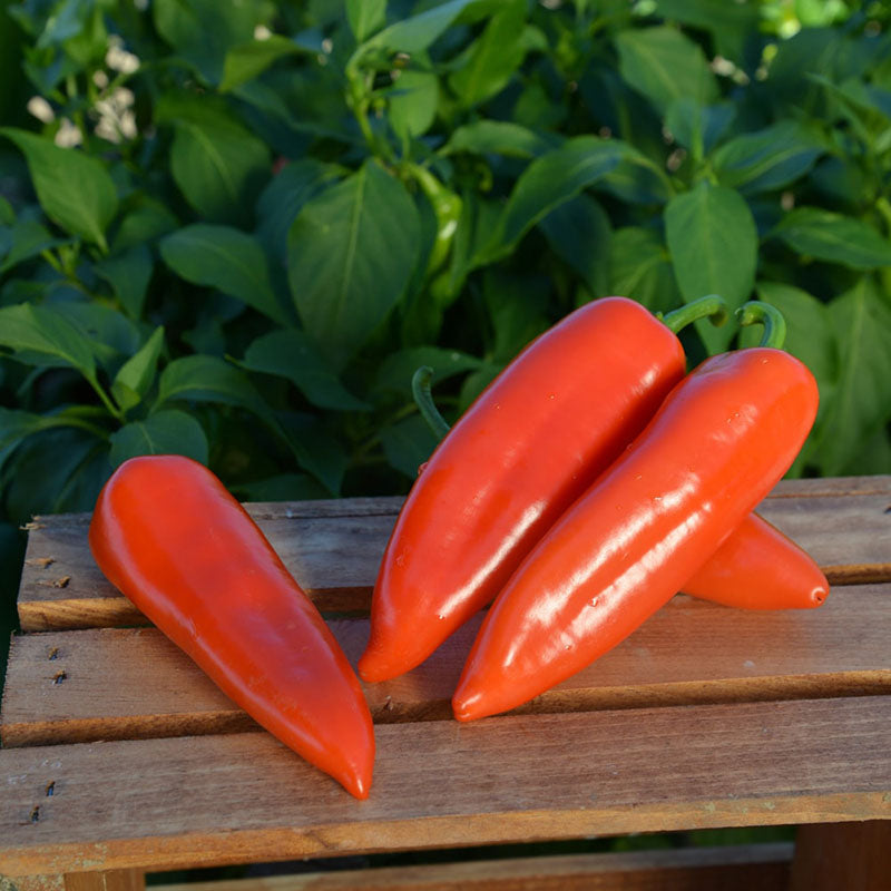 Pepper Darling F1 Seed