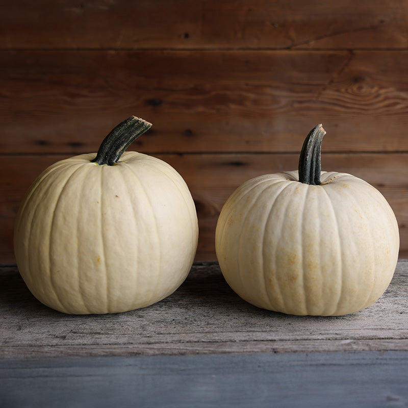 Pumpkin Moonshine F1 Seed