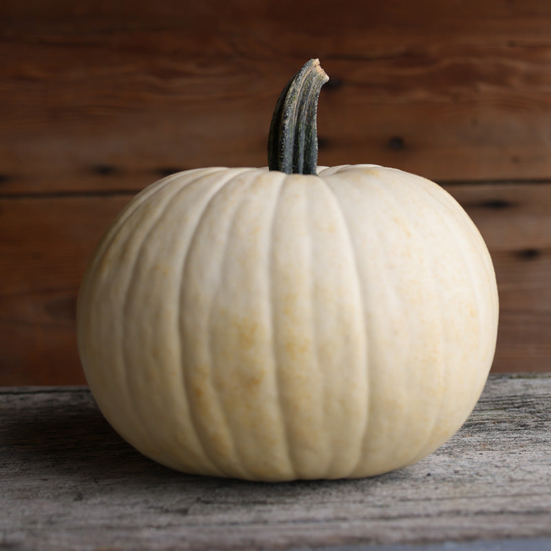 Pumpkin Moonshine F1 Seed