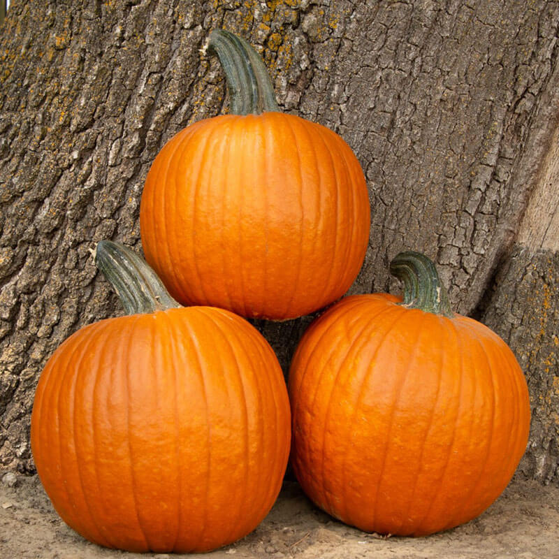 Pumpkin Hermes F1 Seed