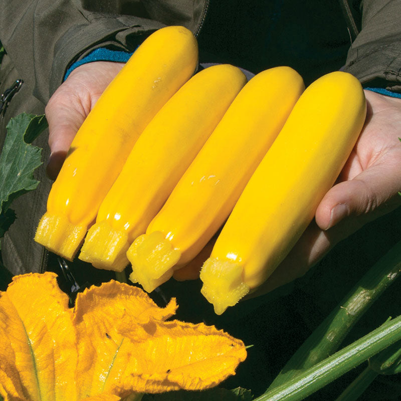 Squash Yellowfin F1 Organic Seed