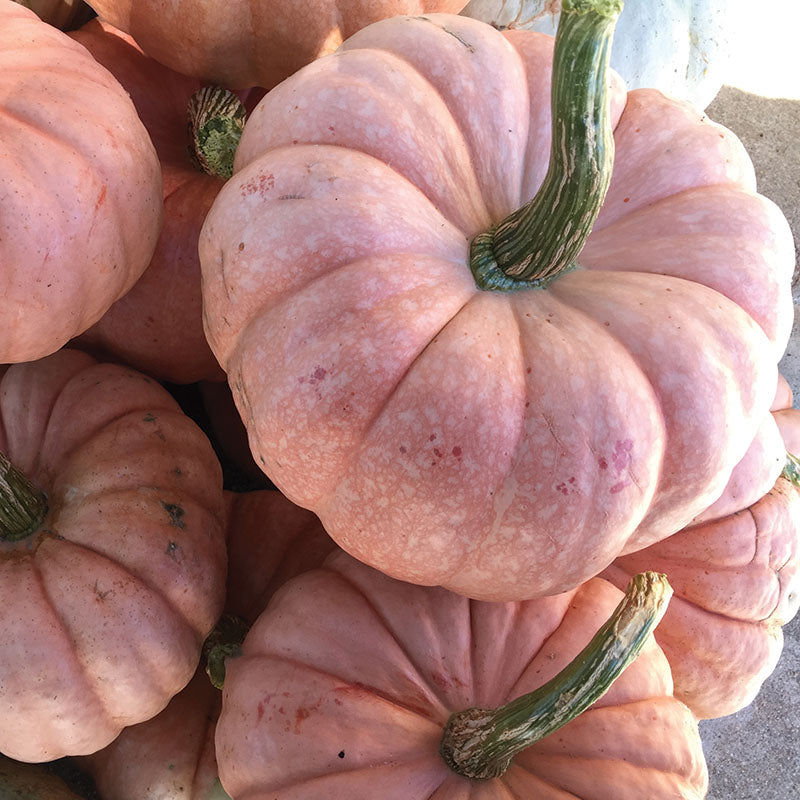Pumpkin Porcelain Princess F1 Seed