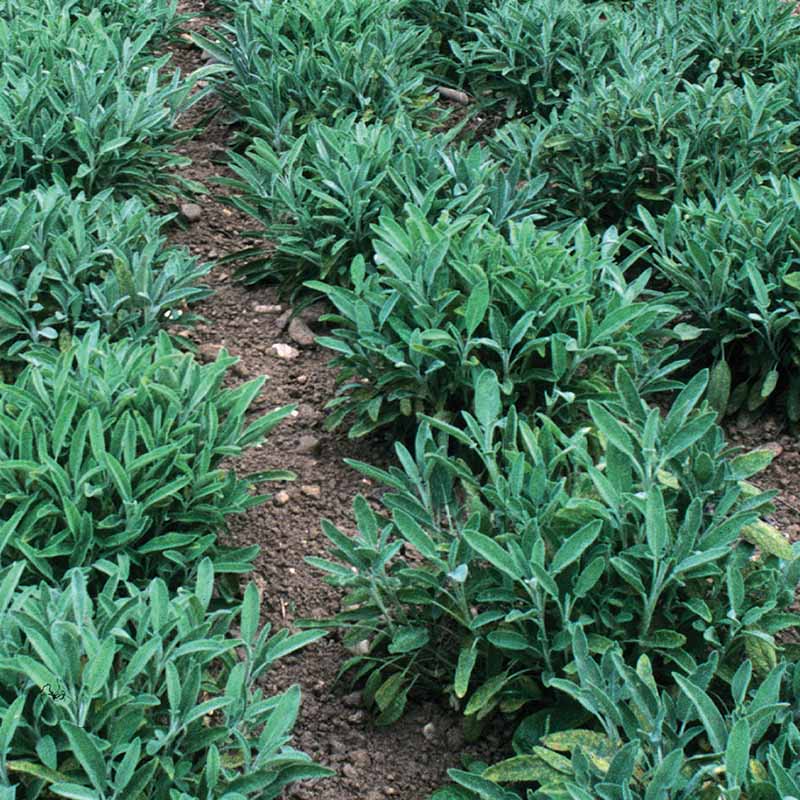 Sage Fanni Organic Seed