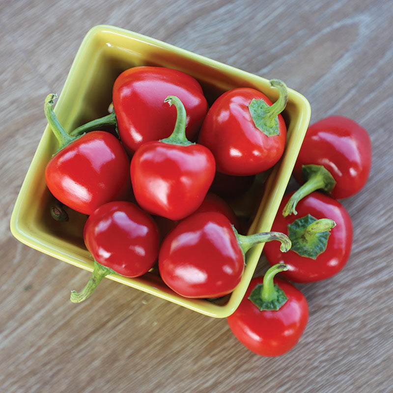 Pepper Time Bomb F1 Seed