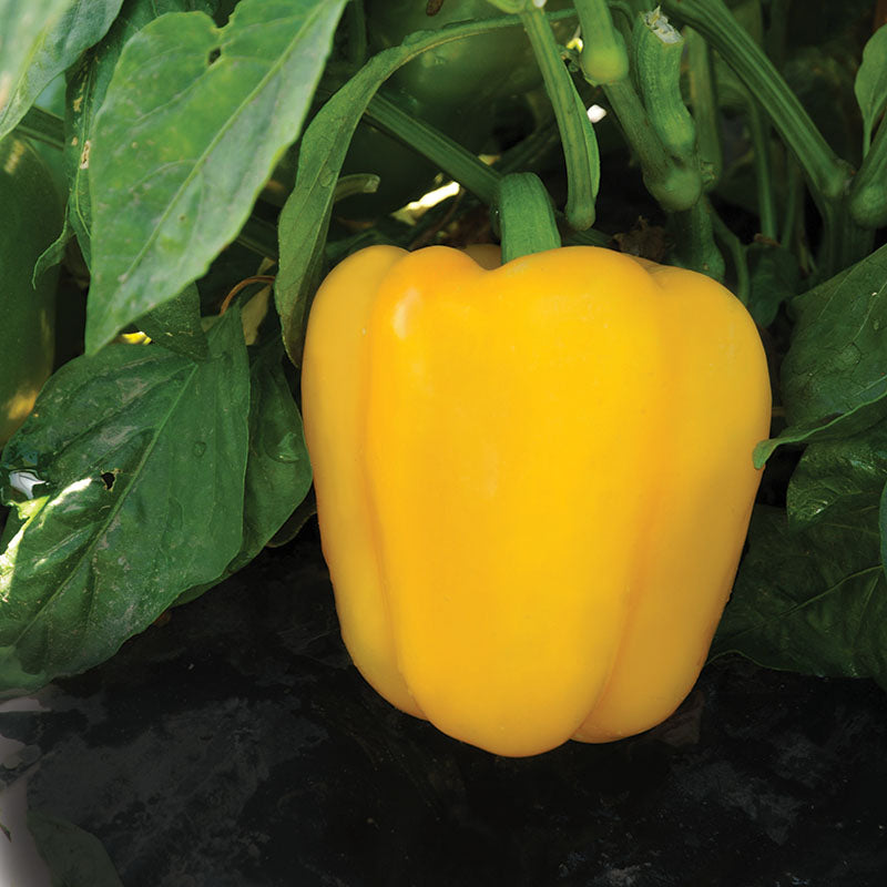 Pepper Abay F1 Organic Seed