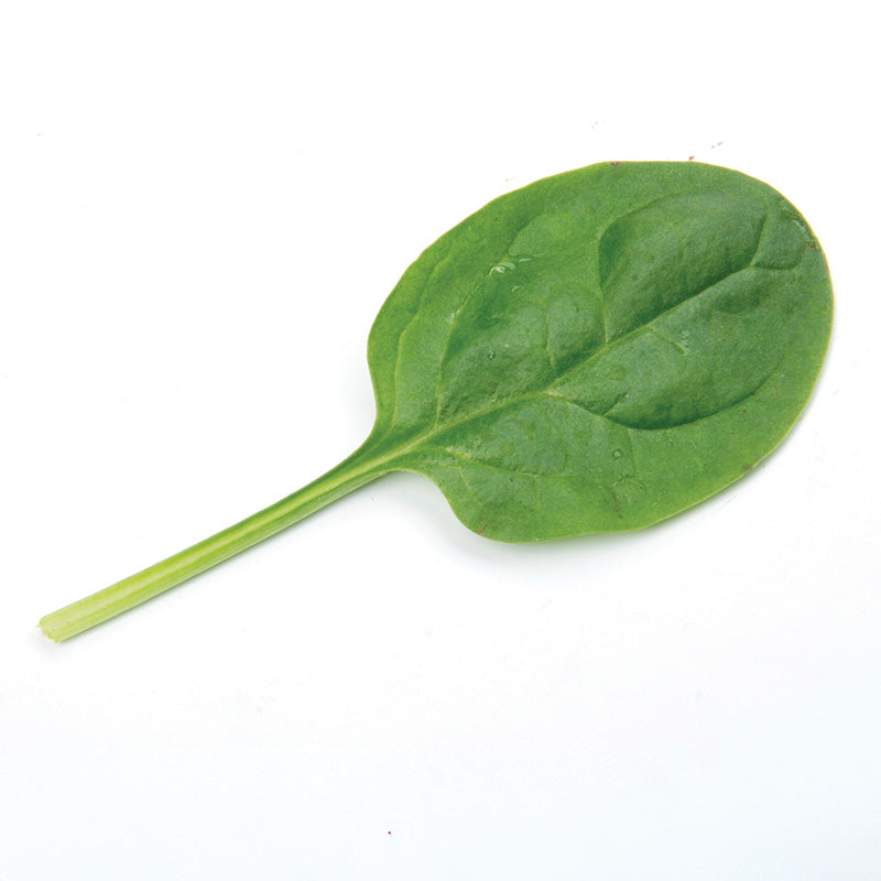 Spinach Acadia F1 Organic Seed