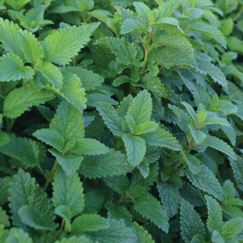Lemon Balm Alis Organic Seed