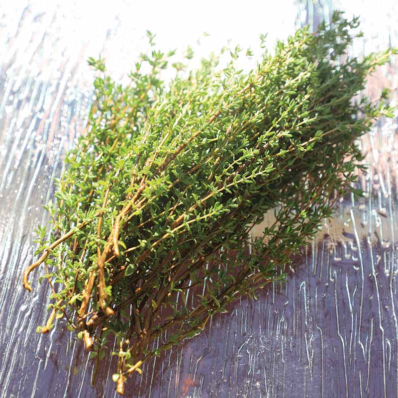 Thyme Ayelet Organic Seed