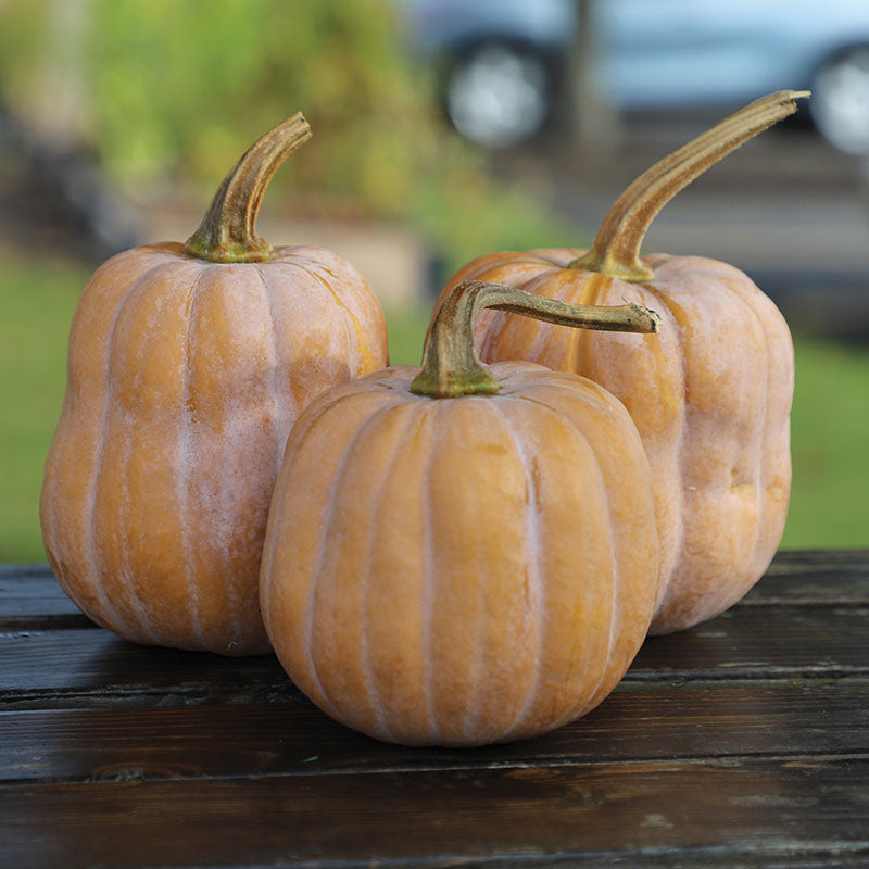 Squash Autumn Frost F1 Seed