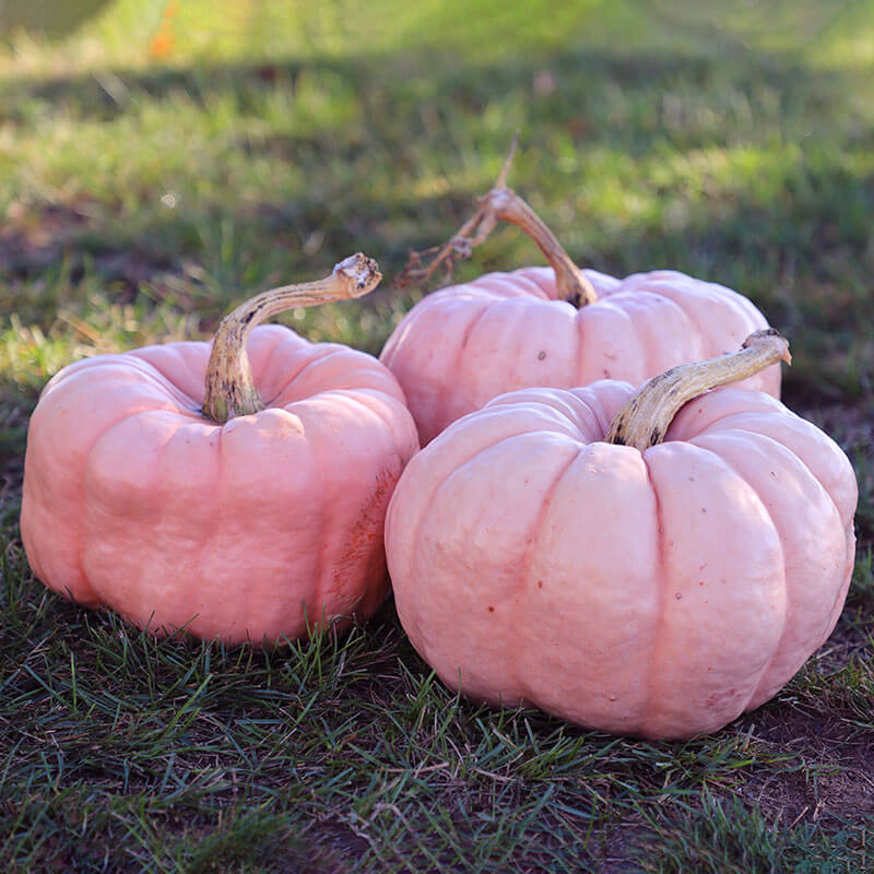 Pumpkin Porcelain Doll Improved F1 Seed