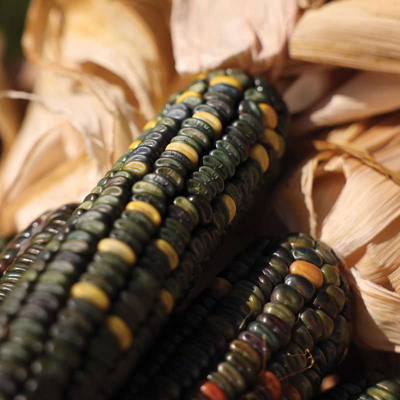 Ornamental Corn Oxacana Green Dent Seed