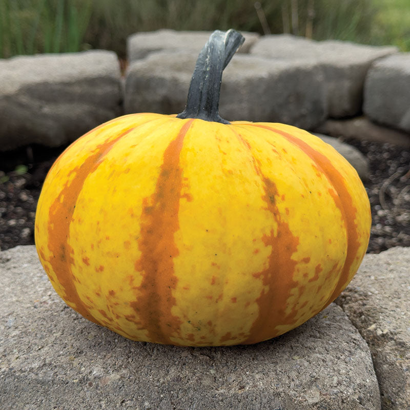 Pumpkin Blaze F1 Seed