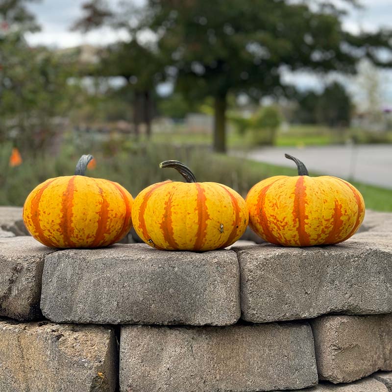 Pumpkin Blaze F1 Seed