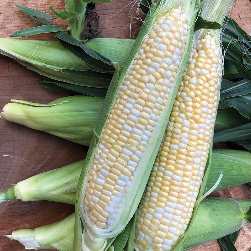 Sweet Corn Ignition F1 Seed
