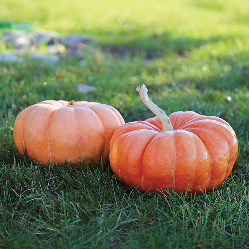 Pumpkin Moranga Seed