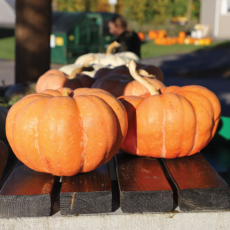Pumpkin Moranga Seed