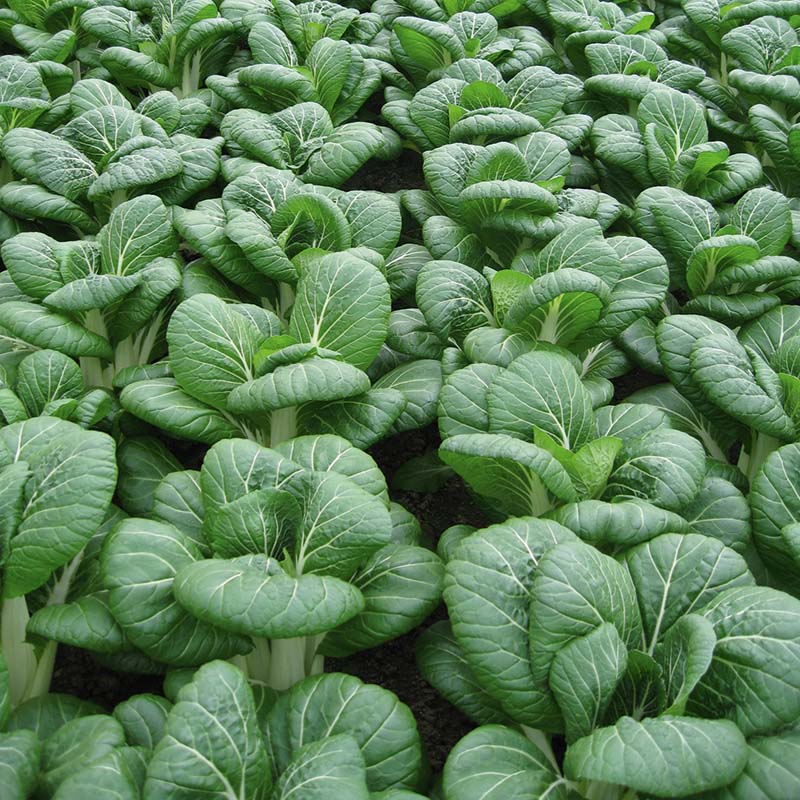 Pak Choi Bopak F1 Seed