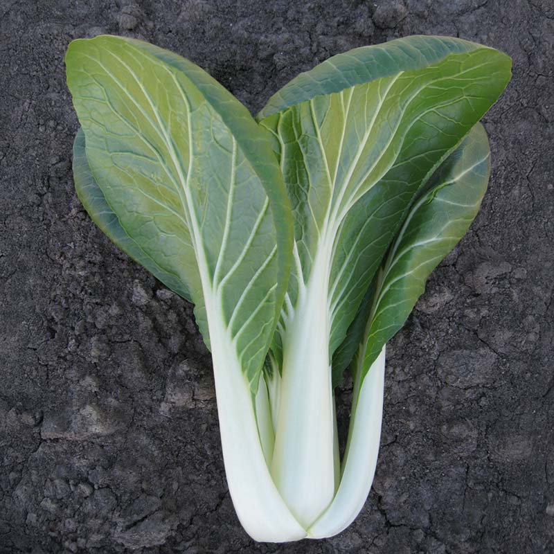 Pak Choi Bopak F1 Seed