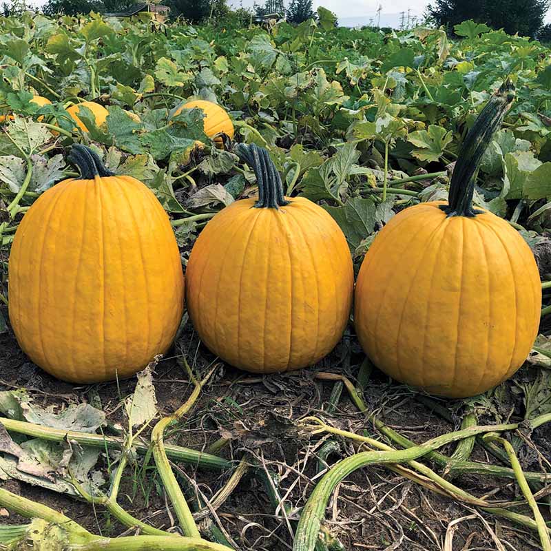 Pumpkin Lemonade F1 Seed