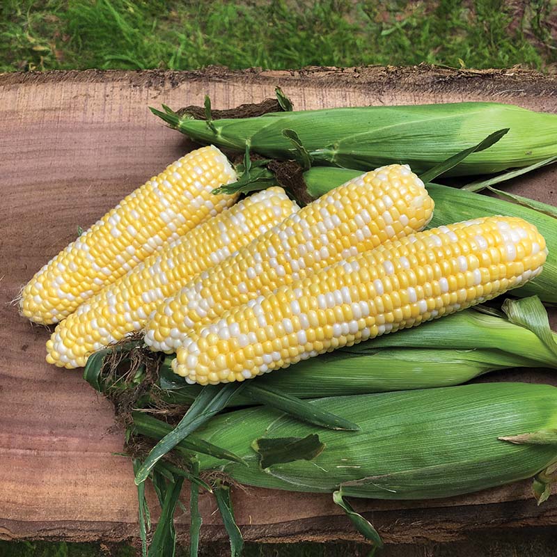 Sweet Corn Octane F1 Seed