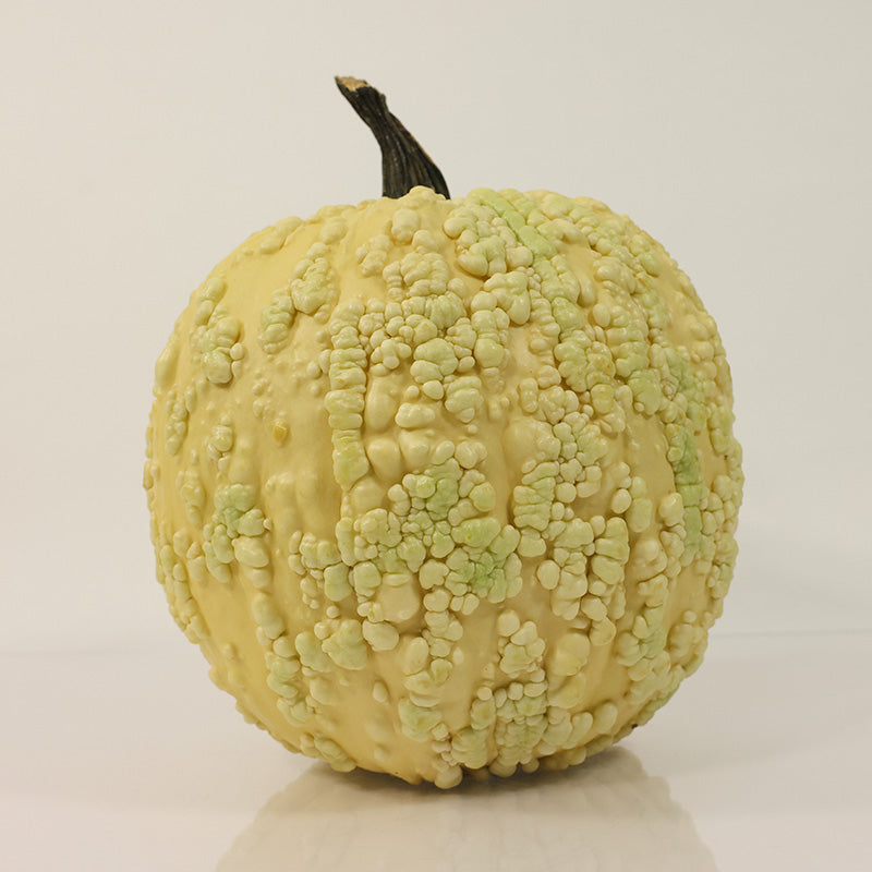 Pumpkin Popcorn F1 Seed