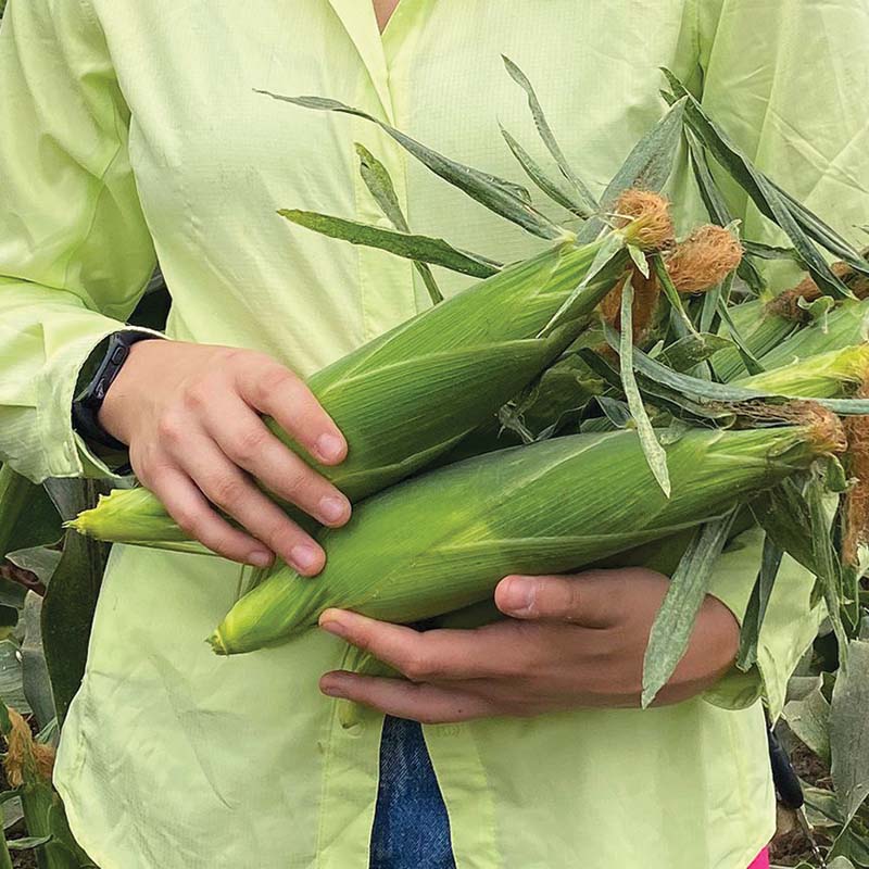Sweet Corn Eden RMN F1 Seed