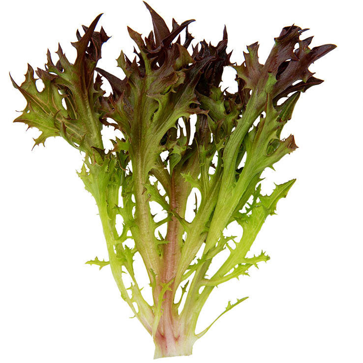 Lettuce Rhone MTO Organic Seed