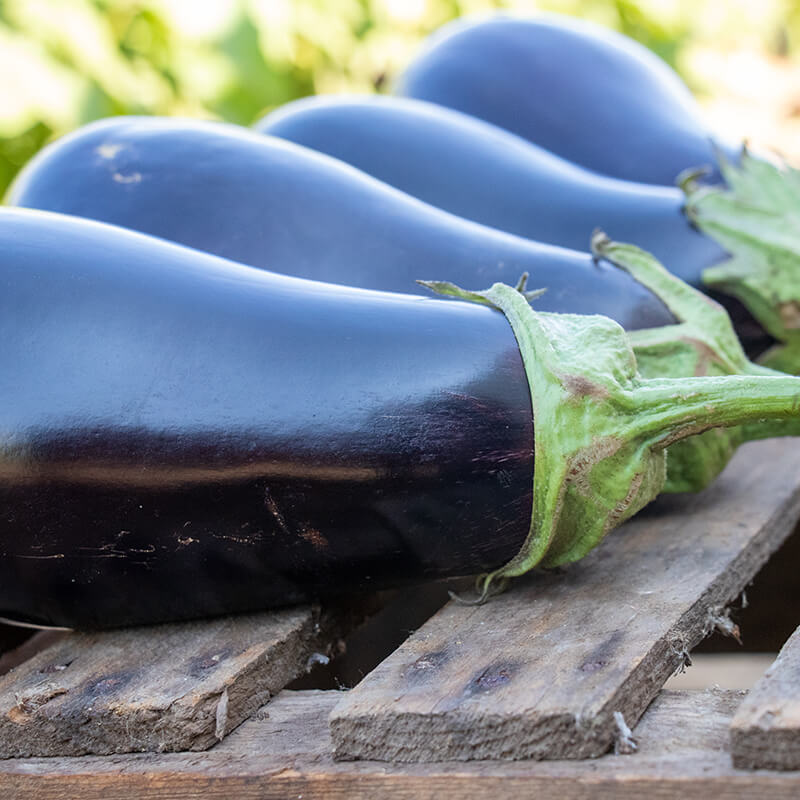 Eggplant Gaudi F1 Seed
