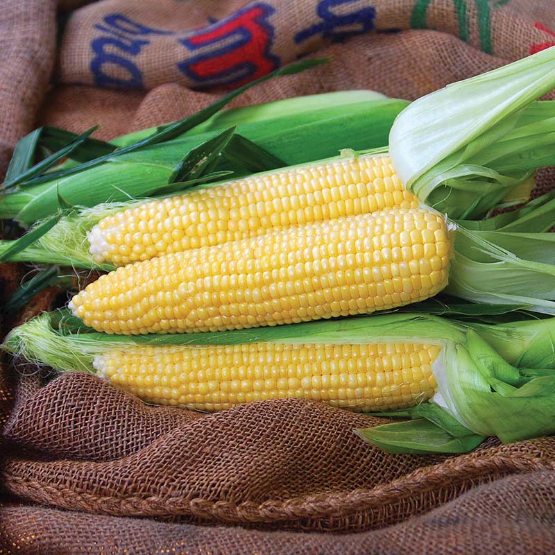 Sweet Corn Gold Standard F1 Seed