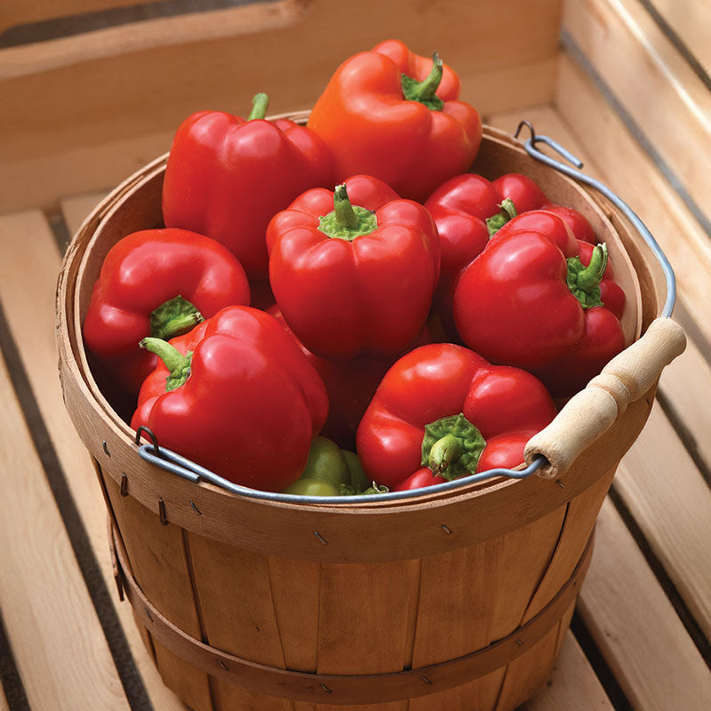 Pepper Prism F1 Seed