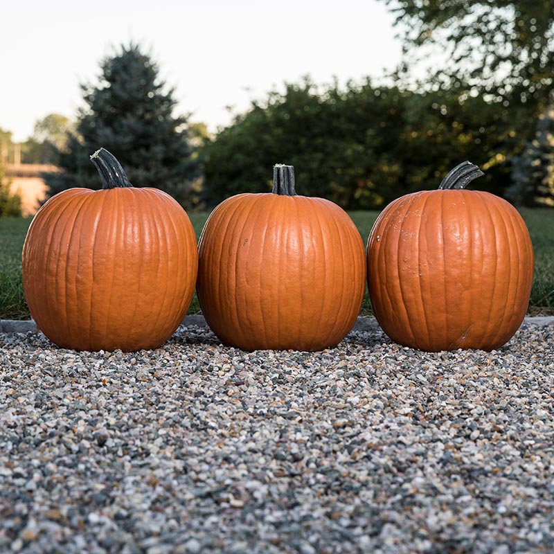 Pumpkin Bayhorse Gold F1 Seed