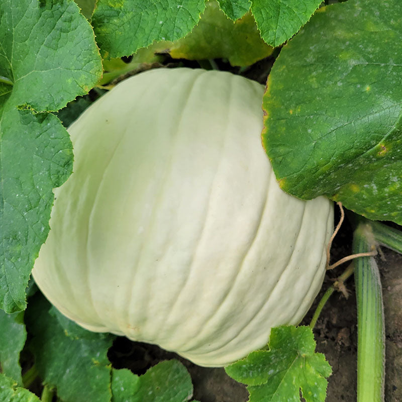 Pumpkin Abominable F1 Seed