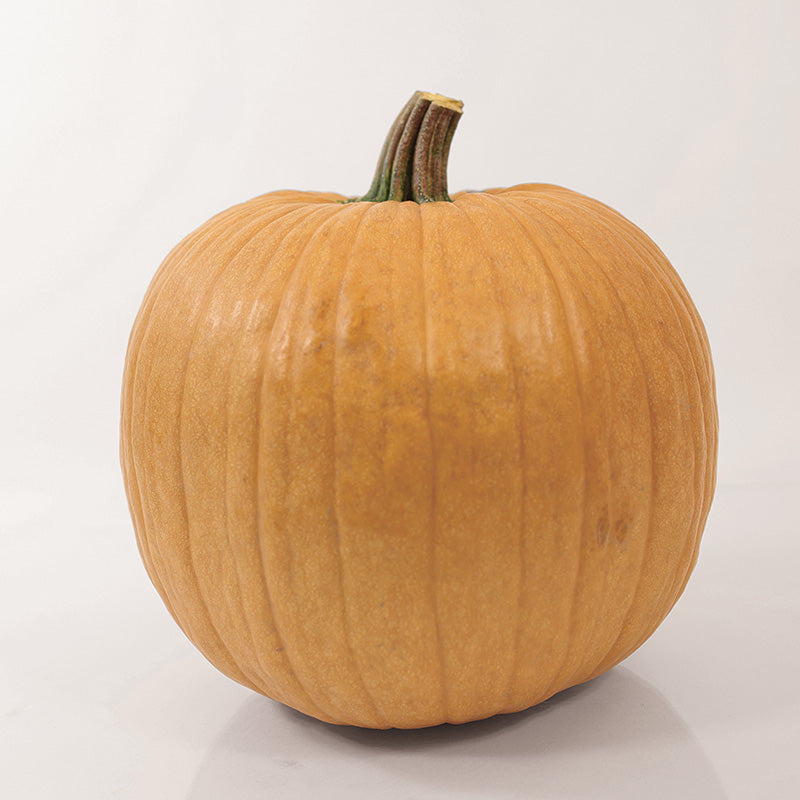 Pumpkin Spicy Mocha F1 Seed