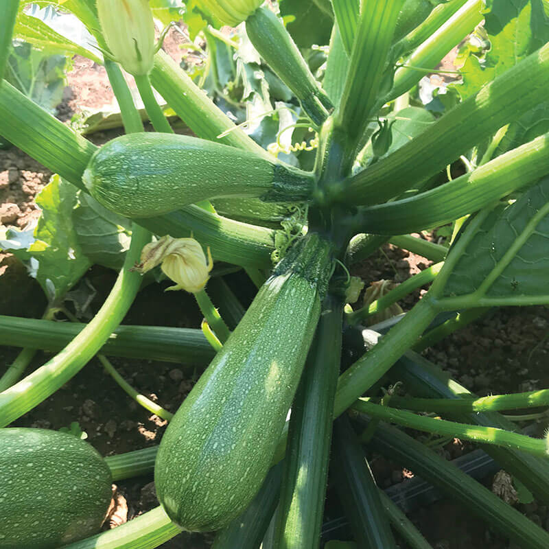 Squash Mexicana F1 Organic Seed