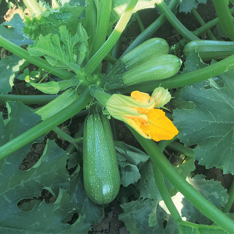 Squash Mexicana F1 Organic Seed