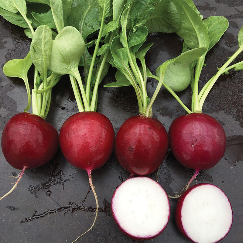 Radish Purpella F1 Seed