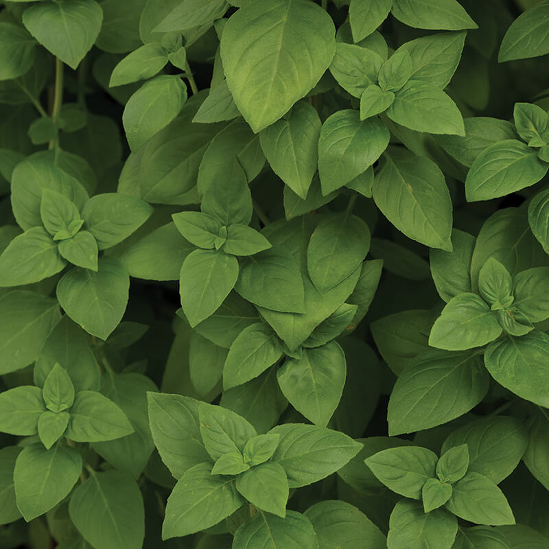 Basil Everleaf Lemon Seed