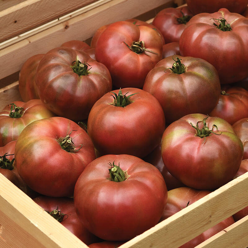 Tomato DarkStar F1 Seed