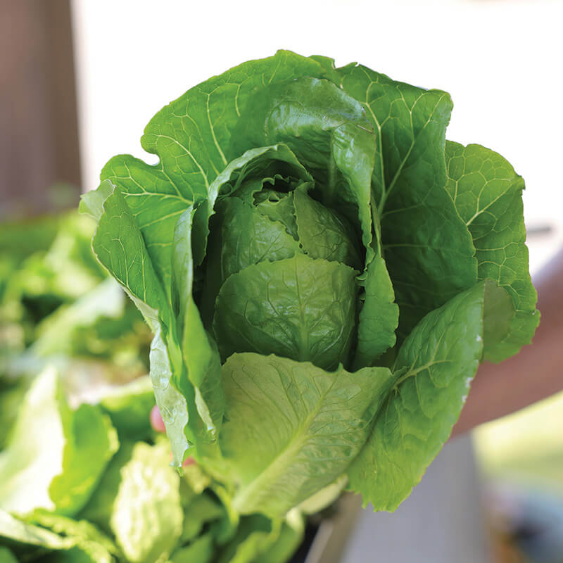 Lettuce Sonora Seed