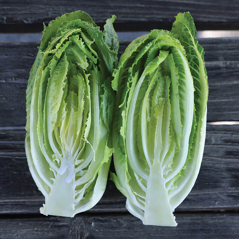 Lettuce Bluerock Seed