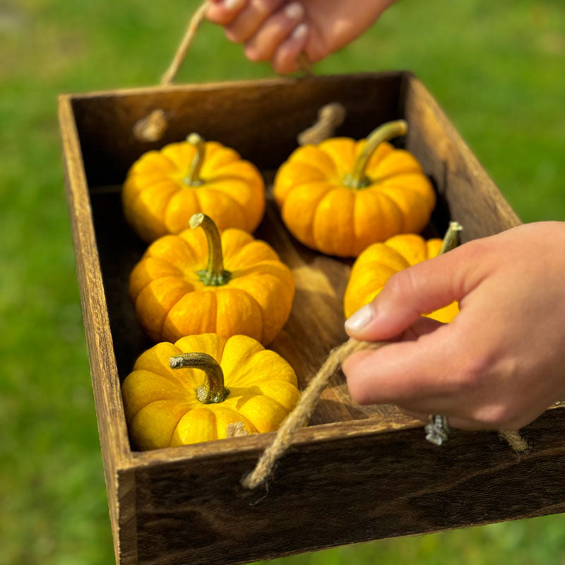 Pumpkin Yellow Jacket F1 Seed